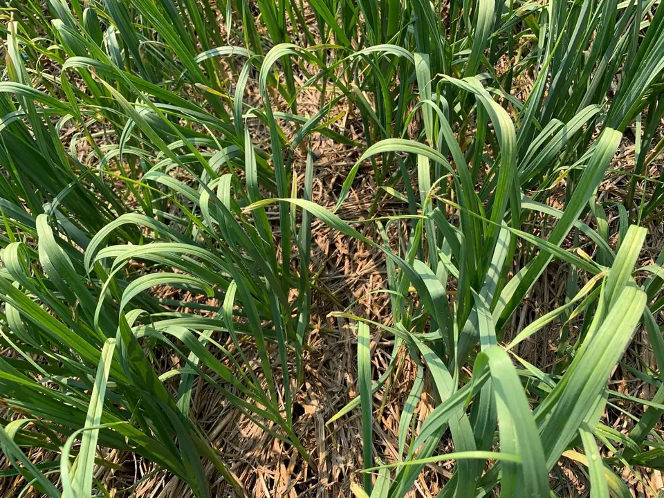 Young green garlic leaves in the field